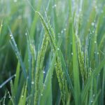 ９月７日白露